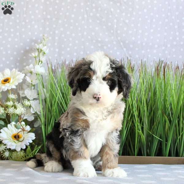 Silas, Mini Bernedoodle Puppy