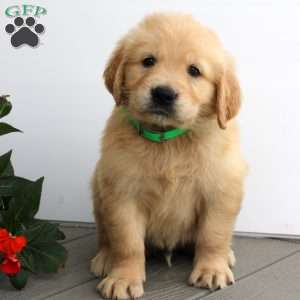 Silas, Golden Retriever Puppy