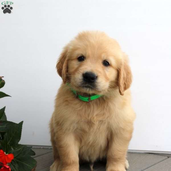 Silas, Golden Retriever Puppy