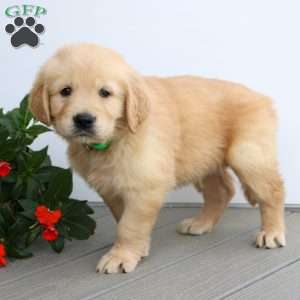 Silas, Golden Retriever Puppy