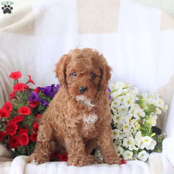 Silo, Cavapoo Puppy