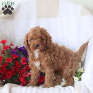 Silo, Cavapoo Puppy