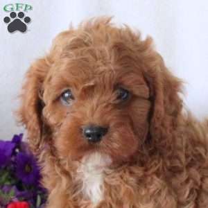 Silo, Cavapoo Puppy