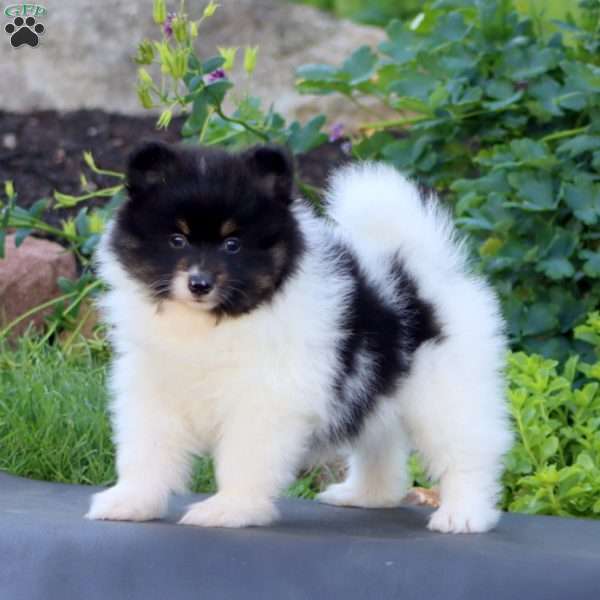Simba, Pomeranian Puppy