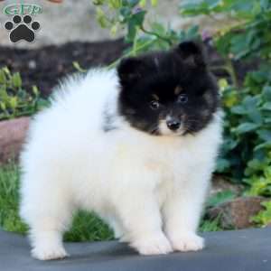 Simba, Pomeranian Puppy