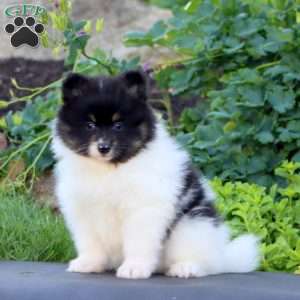 Simba, Pomeranian Puppy