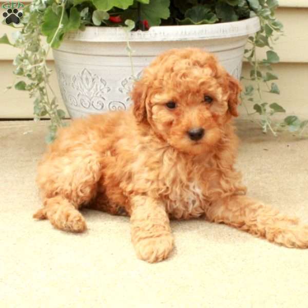 Simon, Miniature Poodle Puppy