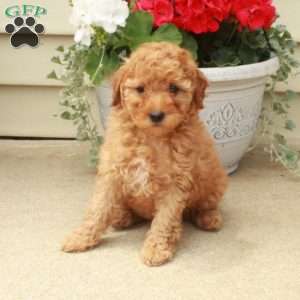 Simon, Miniature Poodle Puppy