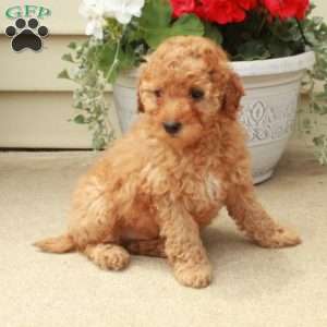 Simon, Miniature Poodle Puppy