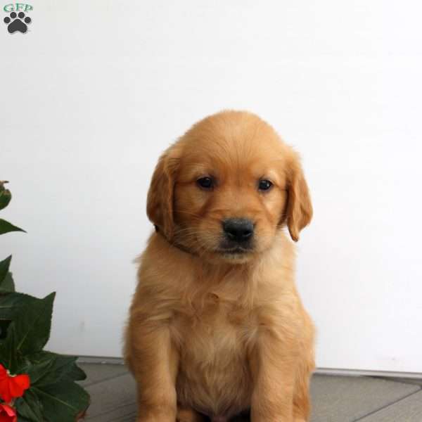 Simon, Golden Retriever Puppy