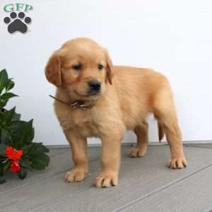 Simon, Golden Retriever Puppy
