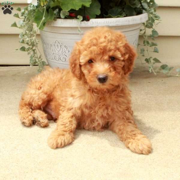 Skippy, Miniature Poodle Puppy