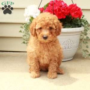 Skippy, Miniature Poodle Puppy
