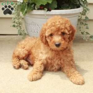 Skippy, Miniature Poodle Puppy