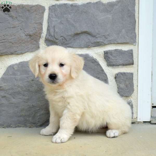 Sky, English Cream Golden Retriever Puppy