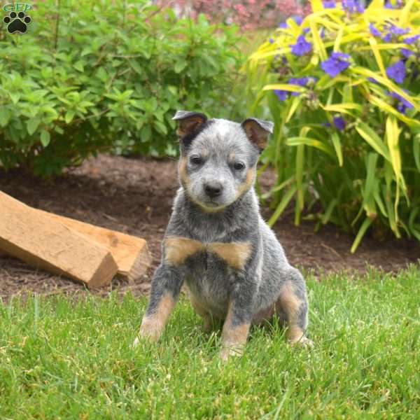 Sky, Blue Heeler – Australian Cattle Dog Puppy