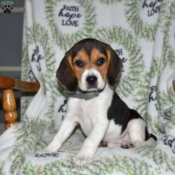Sky, Beagle Puppy