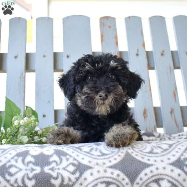 Sky, Miniature Poodle Puppy
