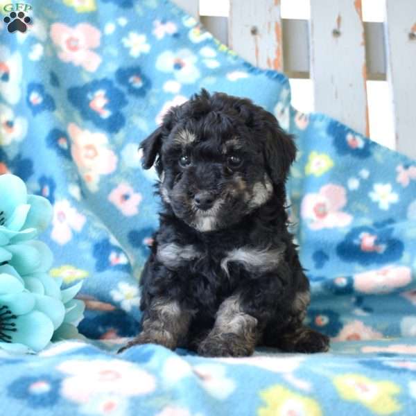 Sky, Miniature Poodle Puppy