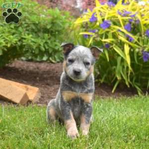 Sky, Blue Heeler – Australian Cattle Dog Puppy
