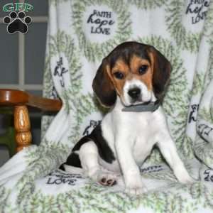 Sky, Beagle Puppy