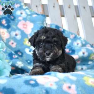Sky, Miniature Poodle Puppy