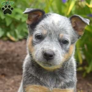 Sky, Blue Heeler – Australian Cattle Dog Puppy