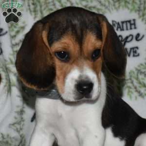 Sky, Beagle Puppy