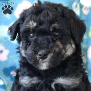 Sky, Miniature Poodle Puppy