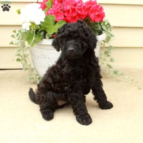 Skylar, Miniature Poodle Puppy