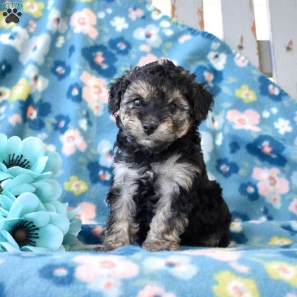 Skylar, Miniature Poodle Puppy