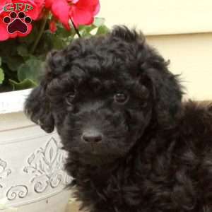 Skylar, Miniature Poodle Puppy