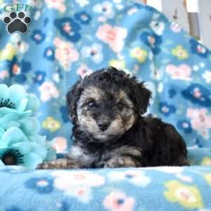 Skylar, Miniature Poodle Puppy