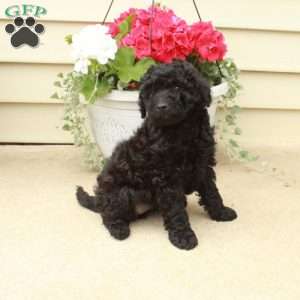 Skylar, Miniature Poodle Puppy
