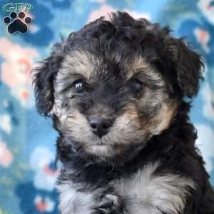 Skylar, Miniature Poodle Puppy