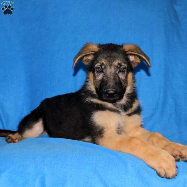 Skyler, German Shepherd Puppy