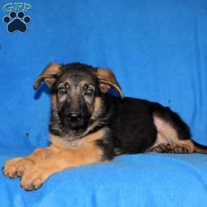 Skyler, German Shepherd Puppy