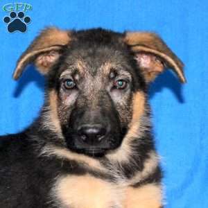 Skyler, German Shepherd Puppy