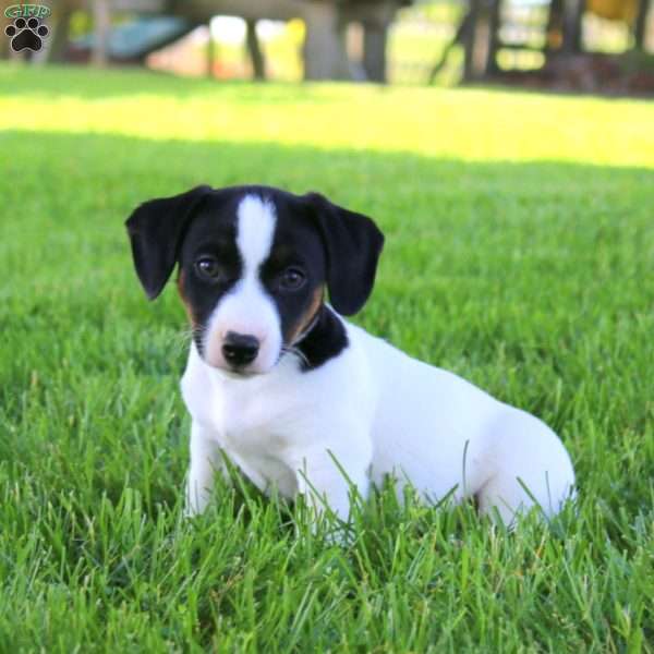 Skyler, Jack Russell Terrier Puppy