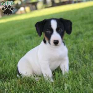 Skyler, Jack Russell Terrier Puppy