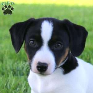 Skyler, Jack Russell Terrier Puppy