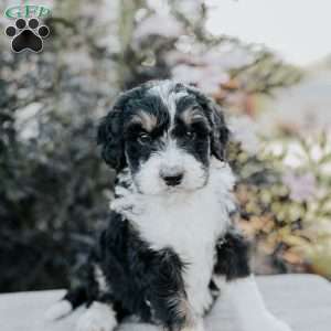 Skyler, Bernedoodle Puppy