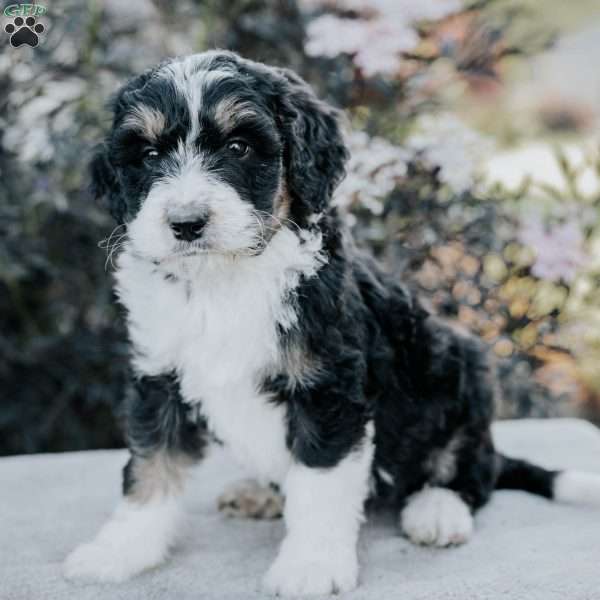 Skyler, Bernedoodle Puppy