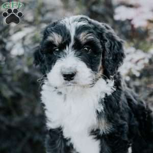 Skyler, Bernedoodle Puppy