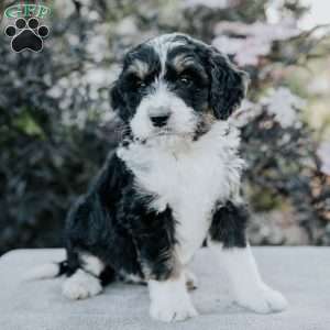 Skyler, Bernedoodle Puppy