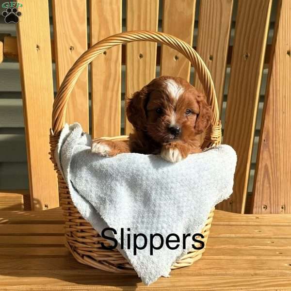 Slippers, Cavapoo Puppy