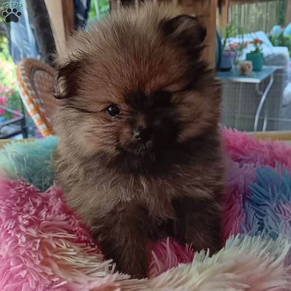 Snickerdoodle, Pomeranian Puppy