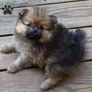 Snickerdoodle, Pomeranian Puppy