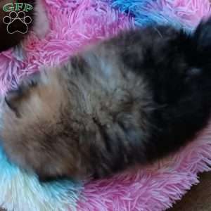 Snickerdoodle, Pomeranian Puppy
