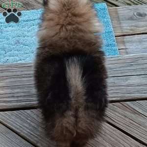 Snickerdoodle, Pomeranian Puppy